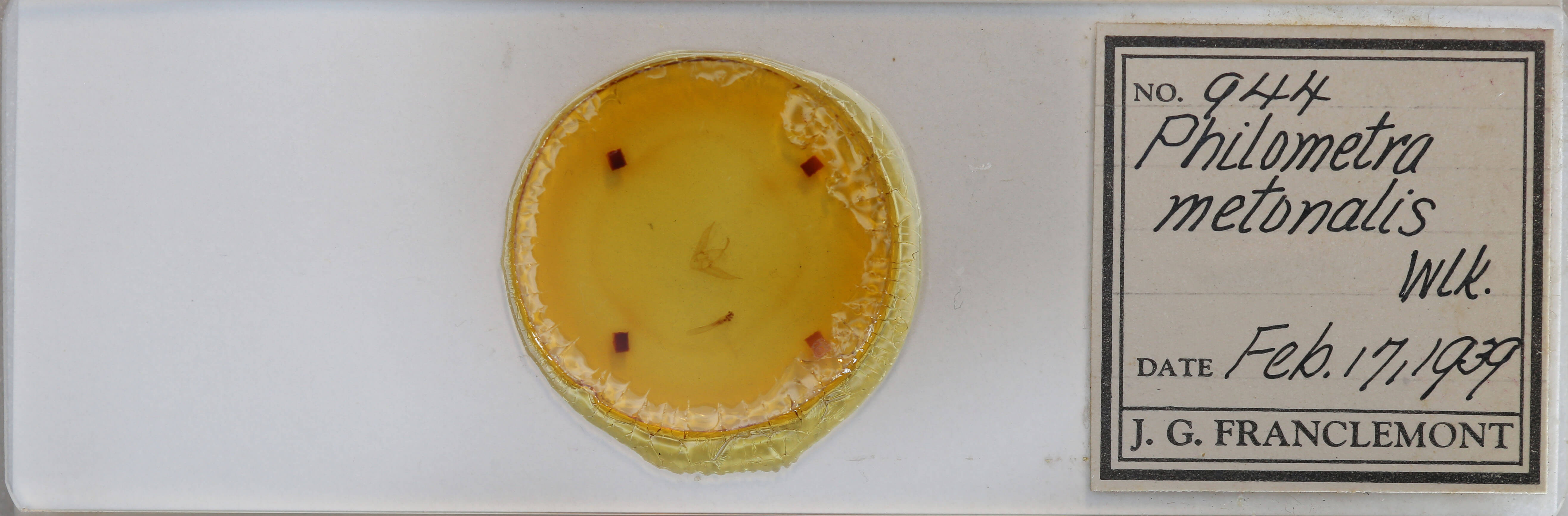 slide view of adult Phalaenostola metonalis