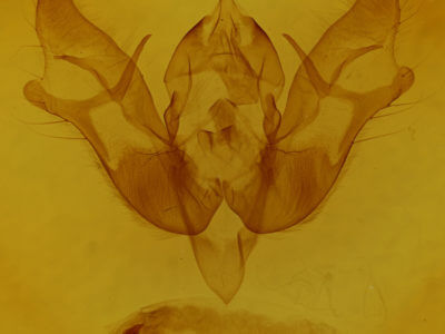 genitalia view of adult Phlogophora iris