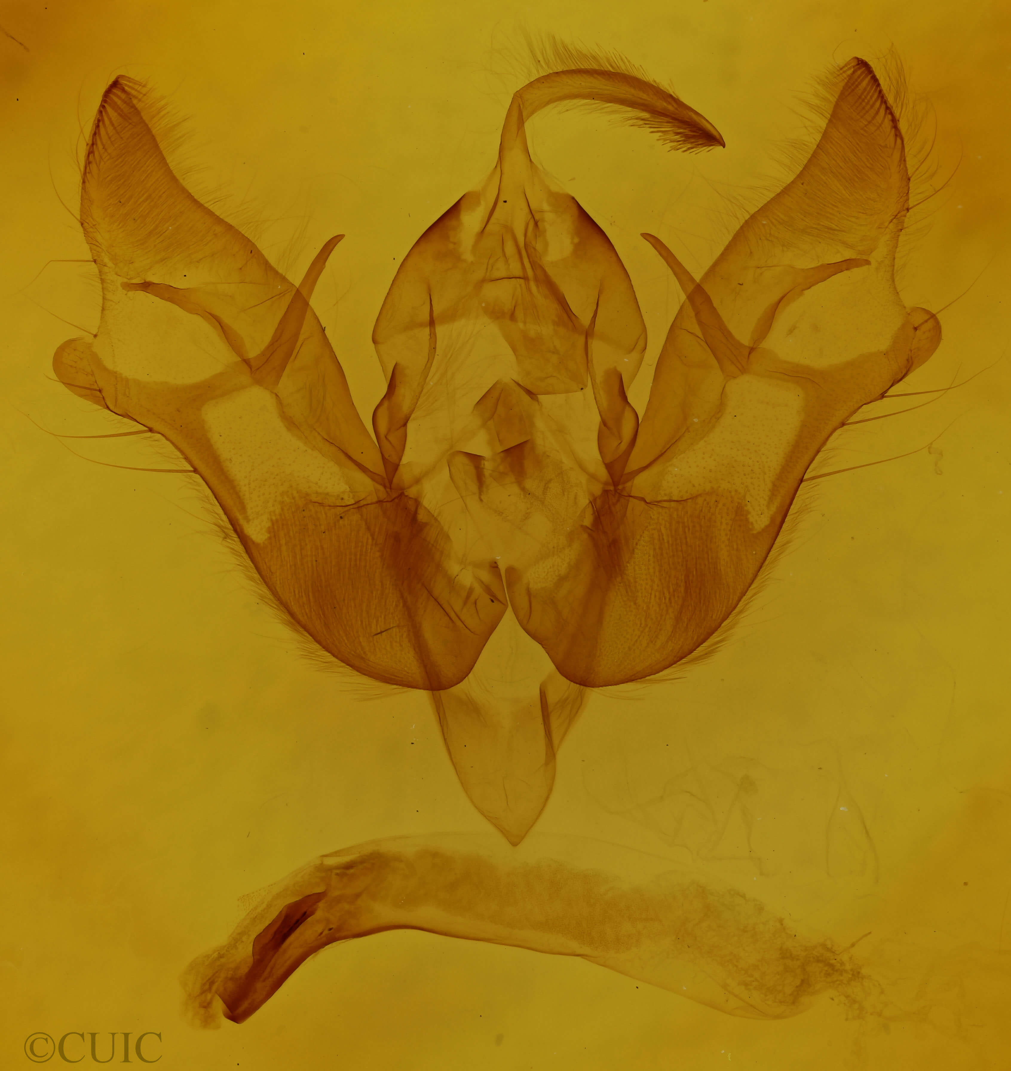 genitalia view of adult Phlogophora iris
