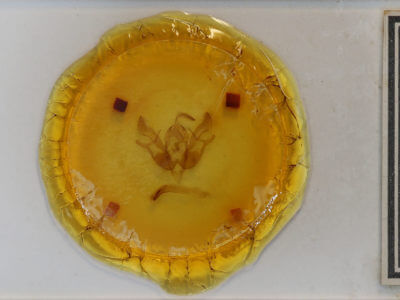 slide view of adult Phlogophora iris