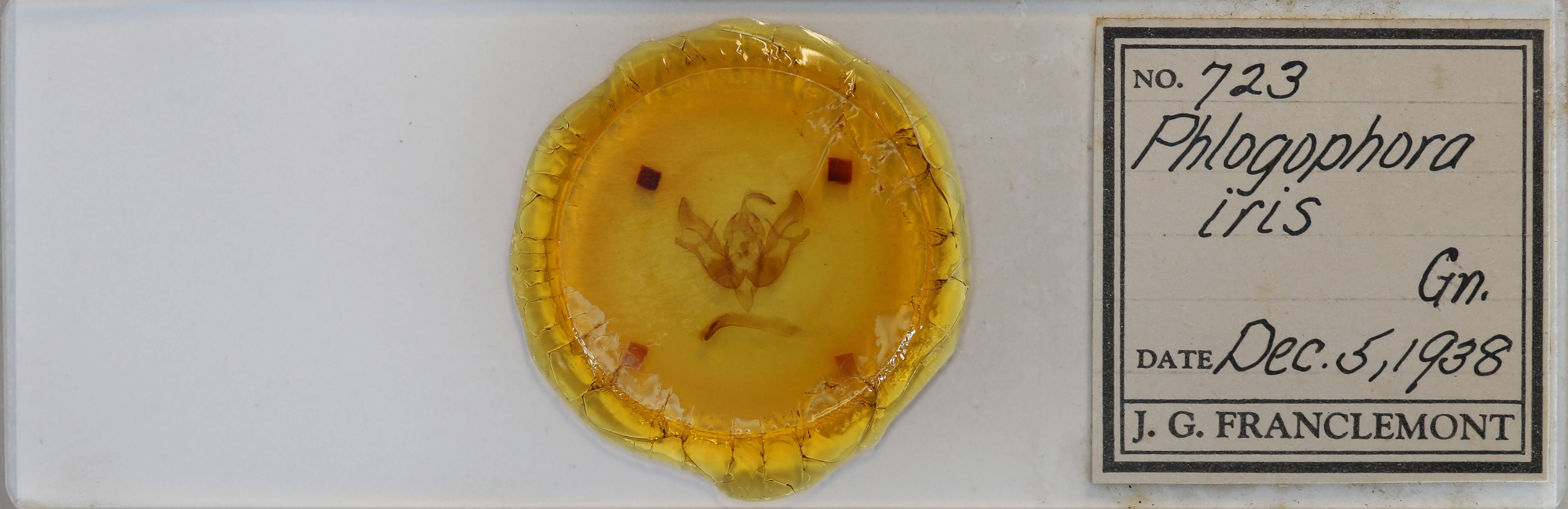 slide view of adult Phlogophora iris