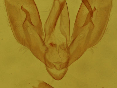 genitalia view of adult Phytometra rhodarialis