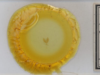 slide view of adult Phytometra rhodarialis