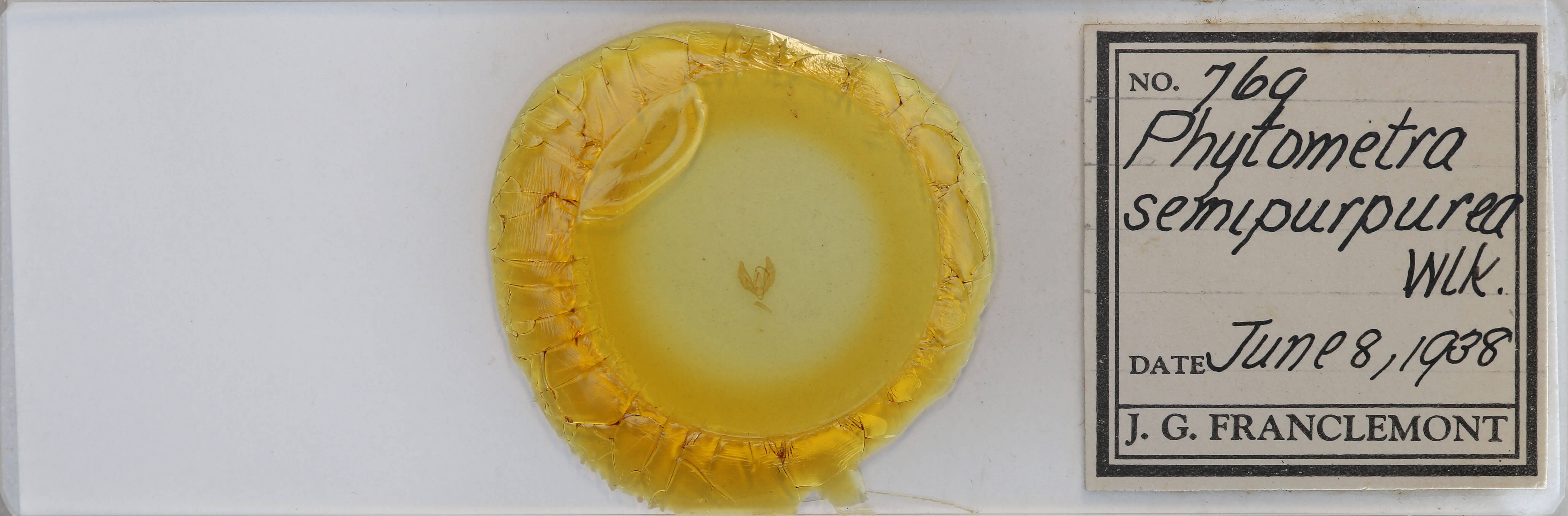slide view of adult Phytometra rhodarialis