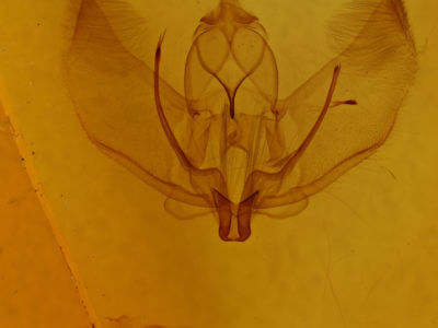 genitalia view of adult Plagodis alcoolaria