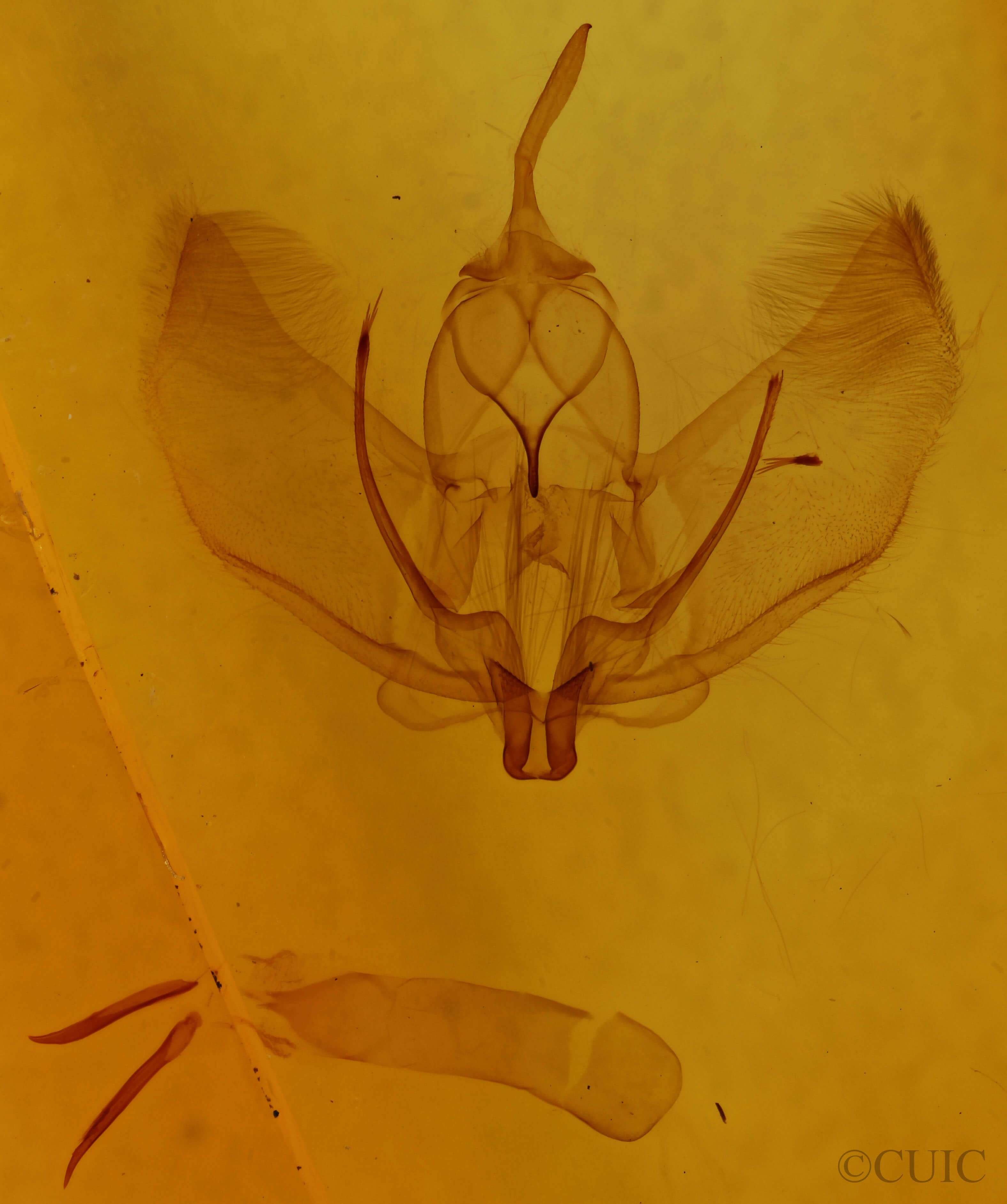 genitalia view of adult Plagodis alcoolaria