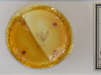 slide view of adult Plagodis alcoolaria