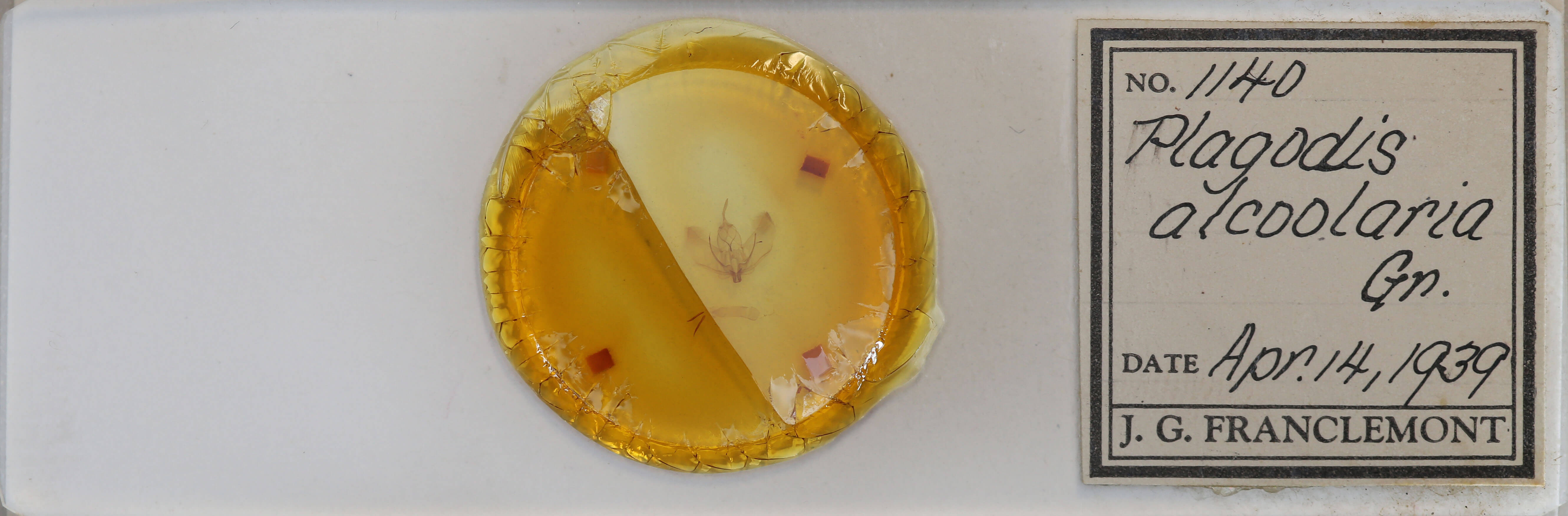 slide view of adult Plagodis alcoolaria