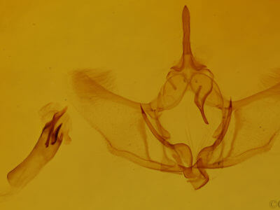 genitalia view of adult Plagodis fervidaria