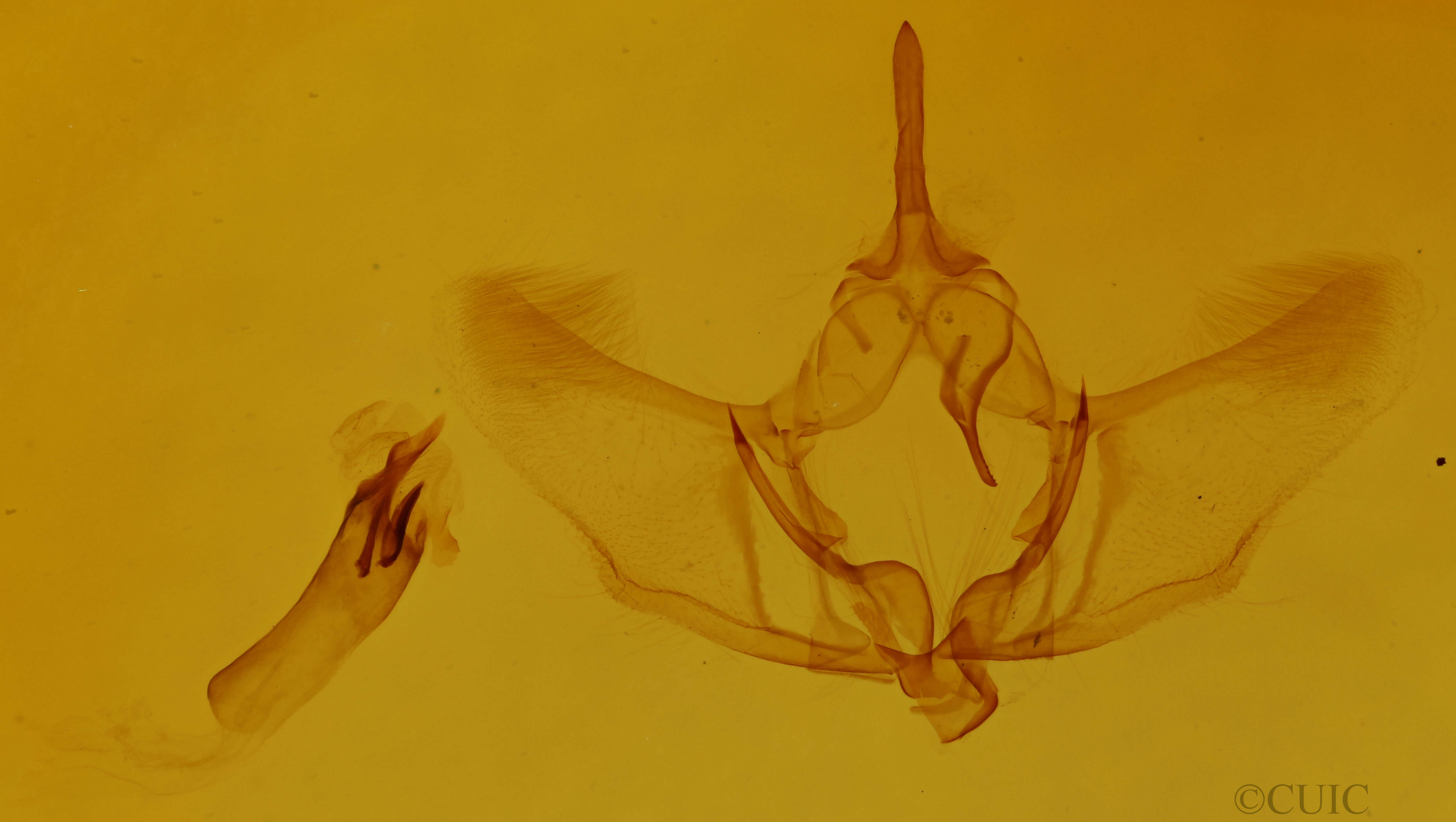 genitalia view of adult Plagodis fervidaria