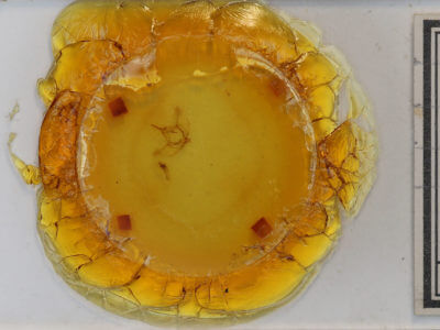 slide view of adult Plagodis fervidaria