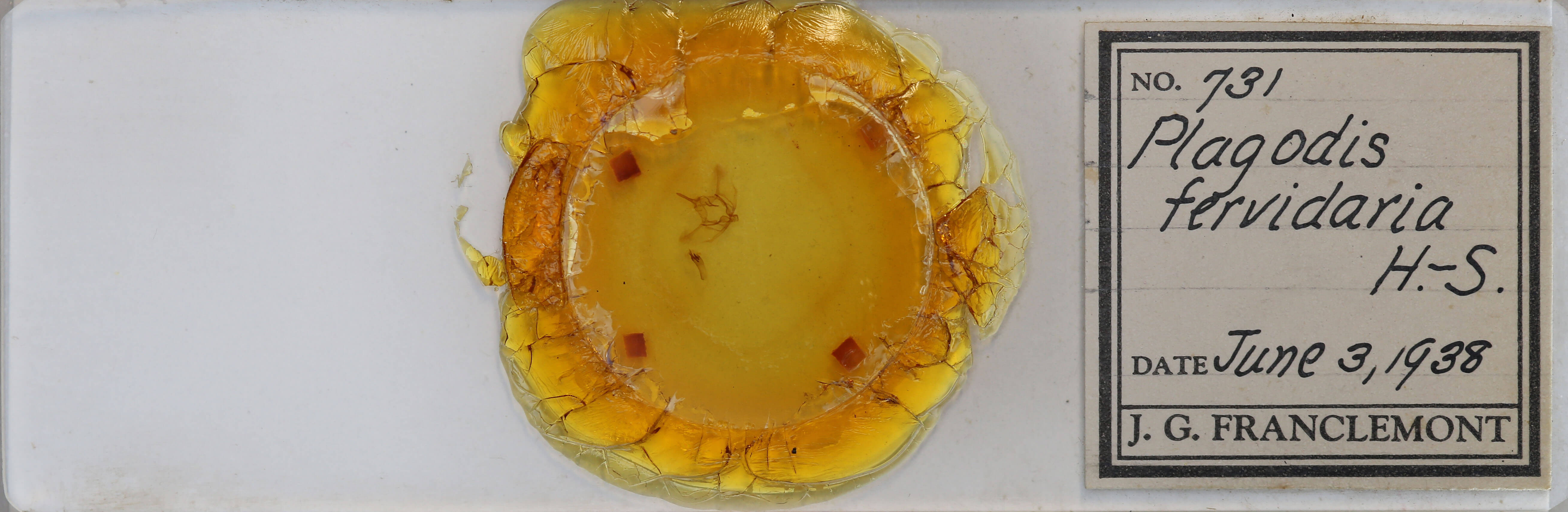 slide view of adult Plagodis fervidaria