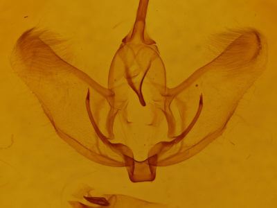 genitalia view of adult Plagodis phlogosaria keutzingaria