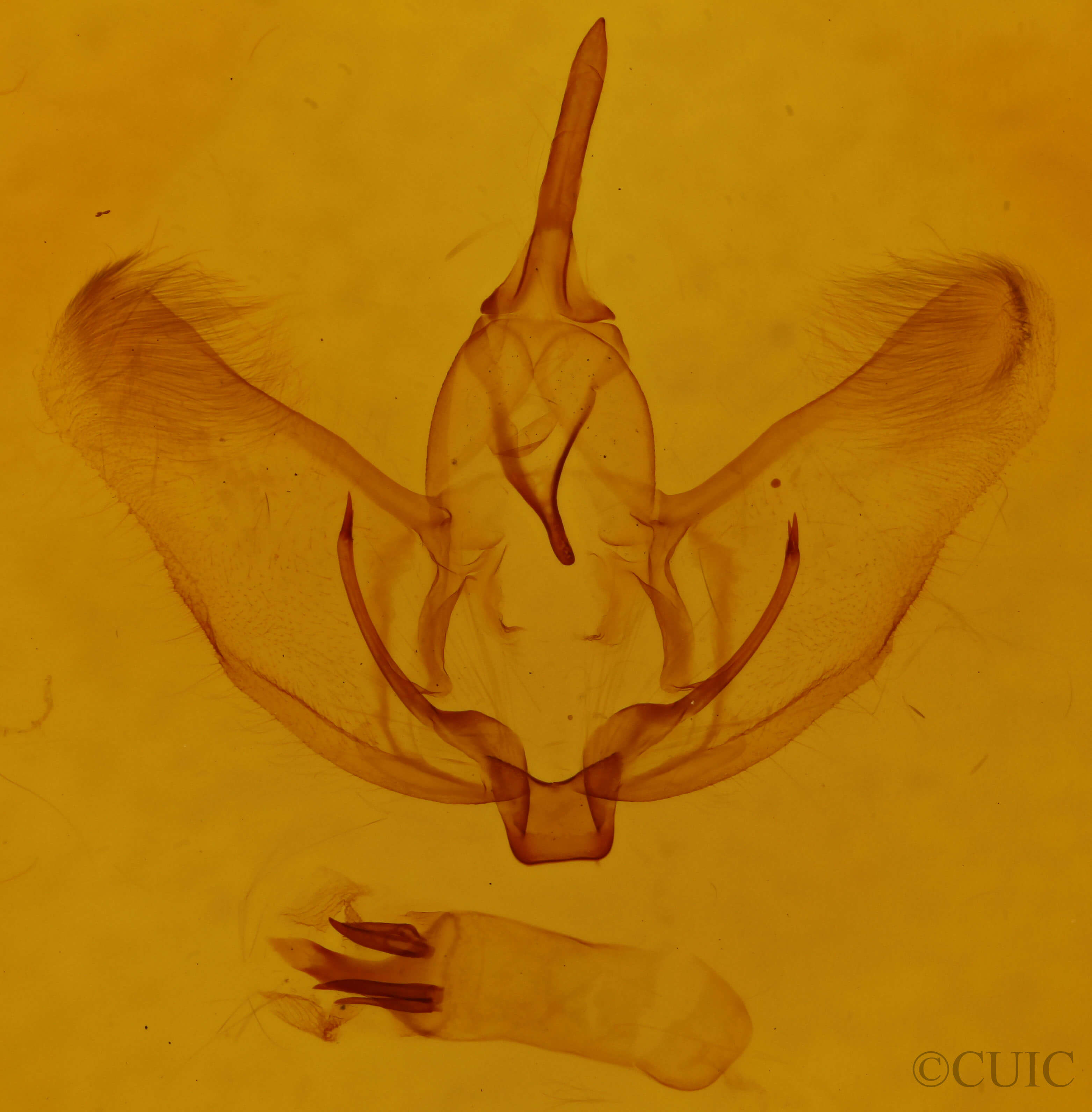 genitalia view of adult Plagodis phlogosaria keutzingaria