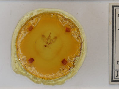 slide view of adult Plagodis phlogosaria keutzingaria