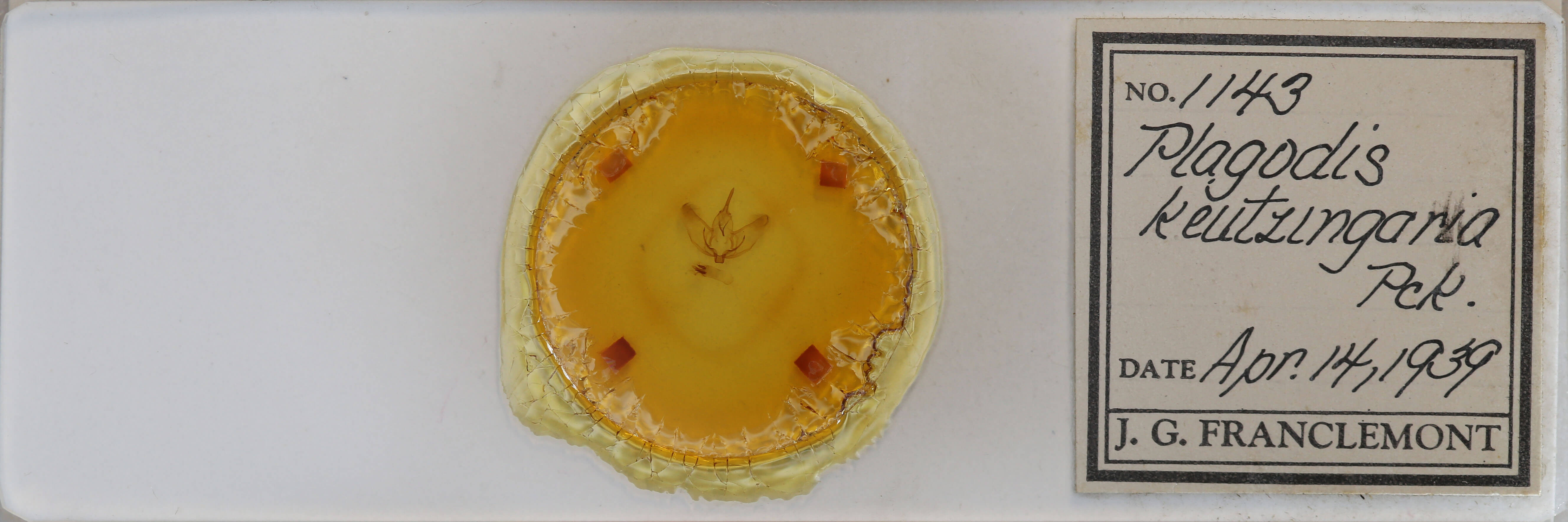 slide view of adult Plagodis phlogosaria keutzingaria