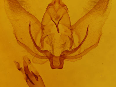 genitalia view of adult Plagodis phlogosaria keutzingaria