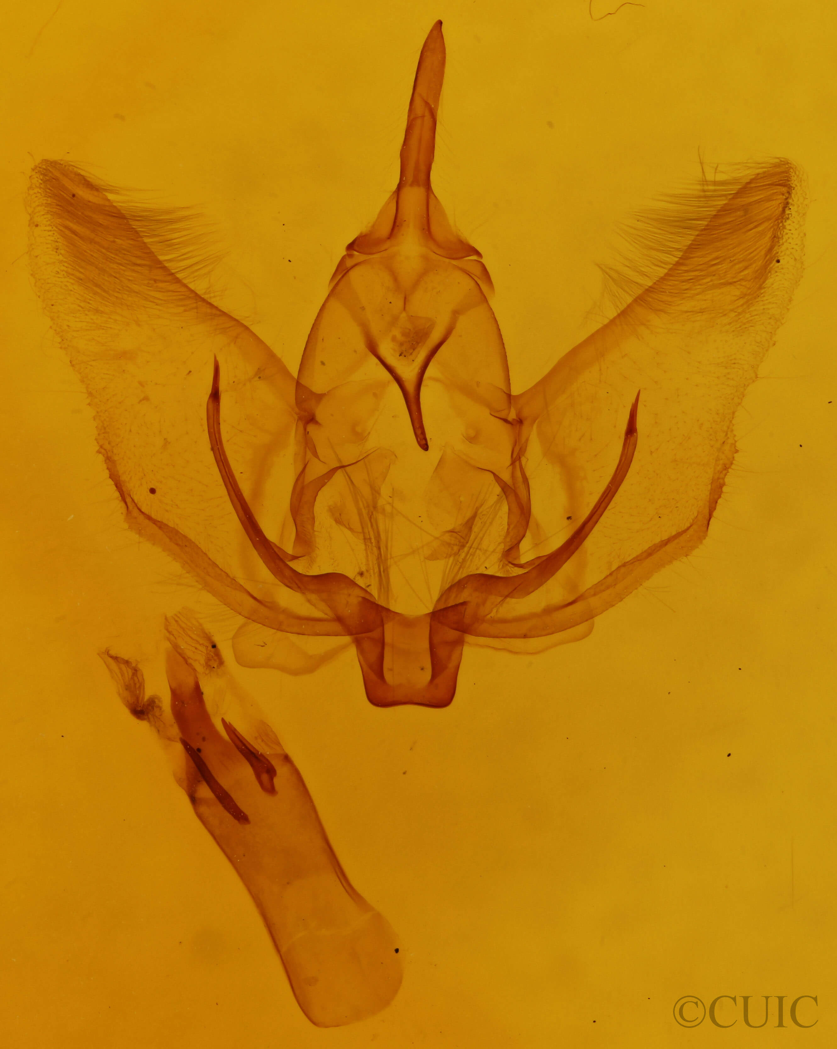 genitalia view of adult Plagodis phlogosaria keutzingaria