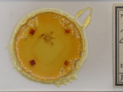 slide view of adult Plagodis phlogosaria keutzingaria