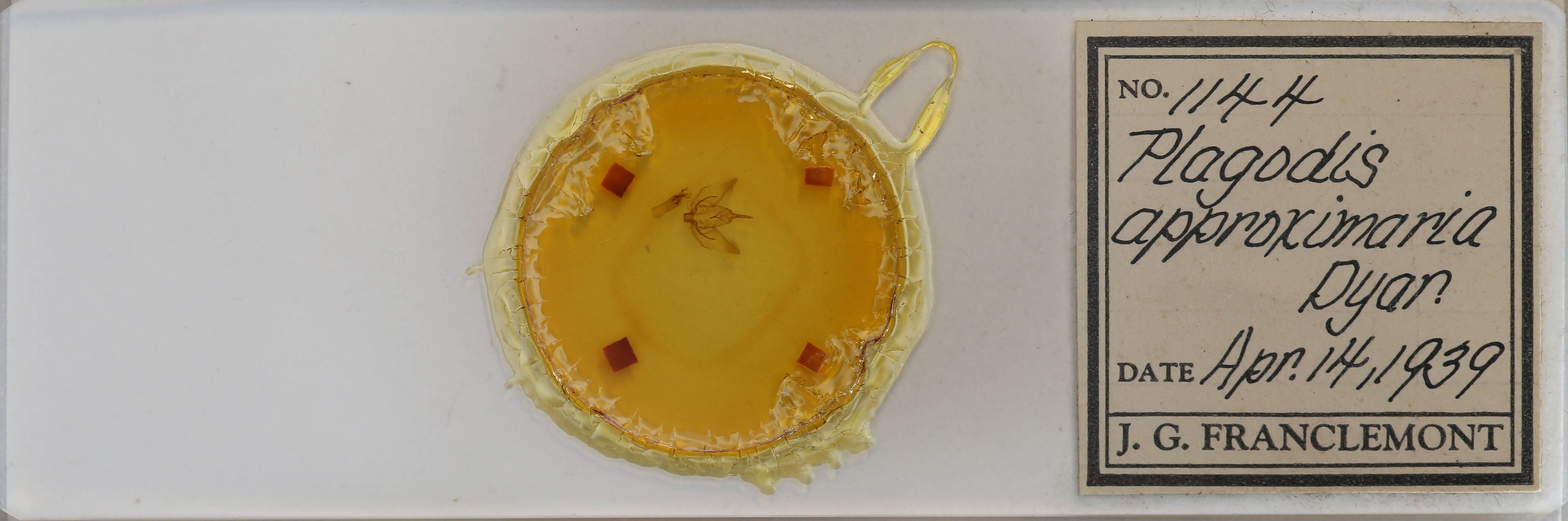 slide view of adult Plagodis phlogosaria keutzingaria