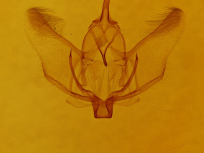 genitalia view of adult Plagodis phlogosaria keutzingaria