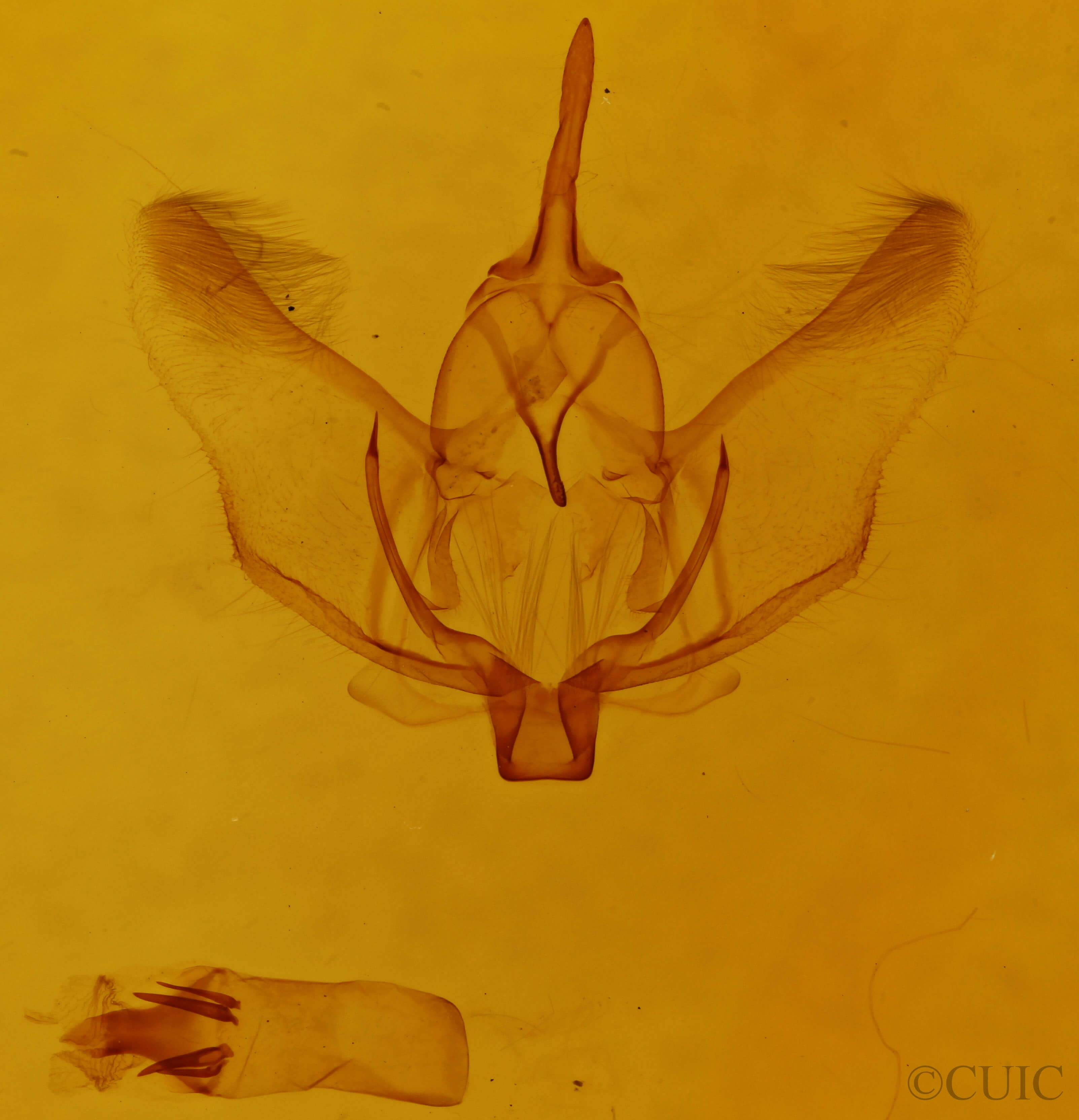 genitalia view of adult Plagodis phlogosaria keutzingaria