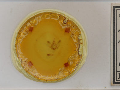 slide view of adult Plagodis phlogosaria keutzingaria