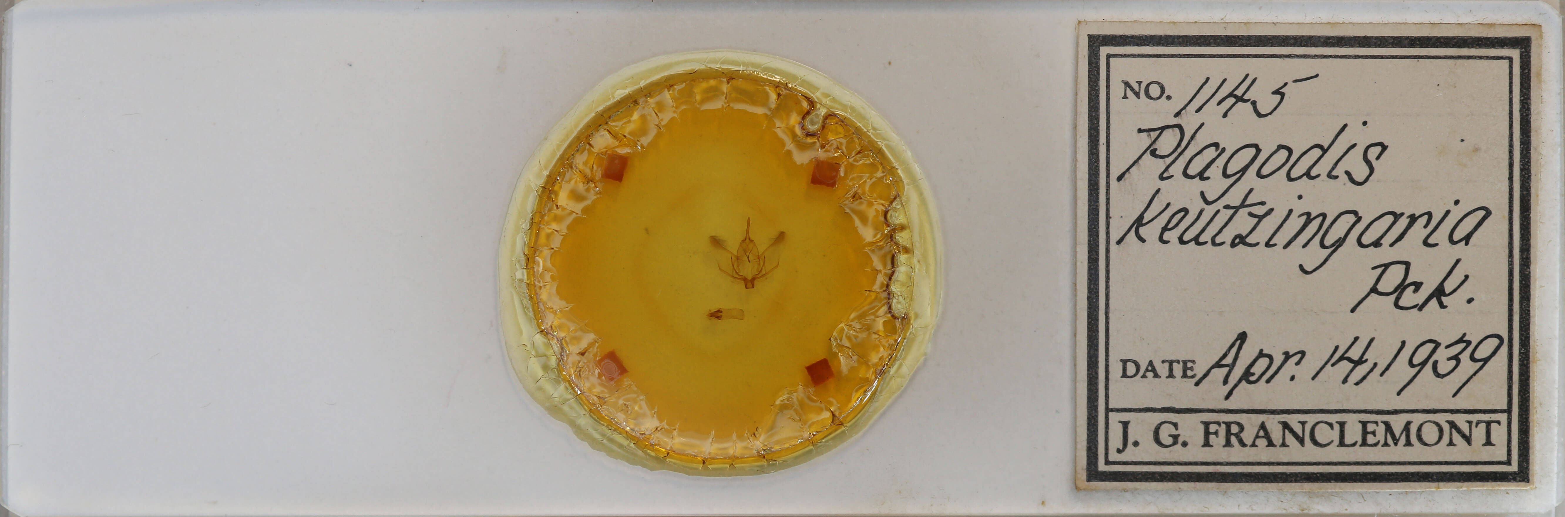 slide view of adult Plagodis phlogosaria keutzingaria