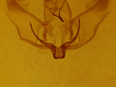 genitalia view of adult Plagodis phlogosaria keutzingaria