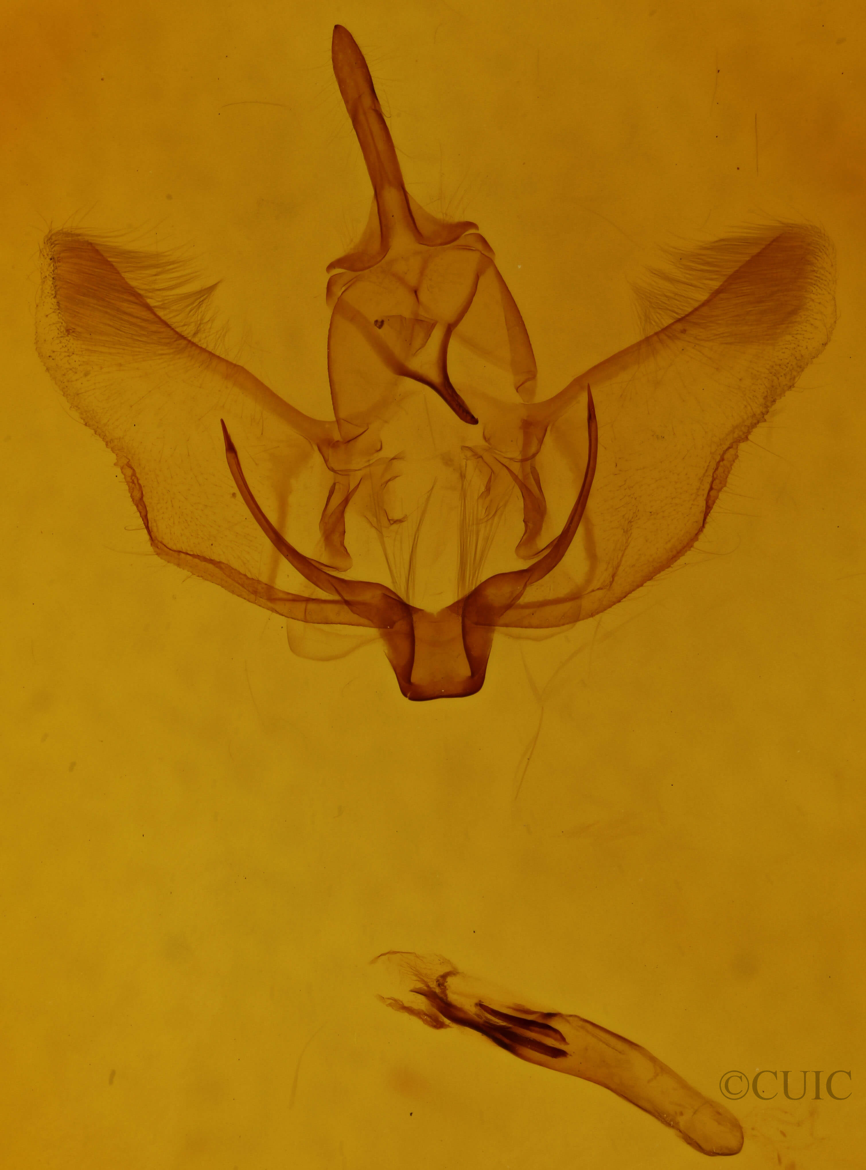 genitalia view of adult Plagodis phlogosaria keutzingaria