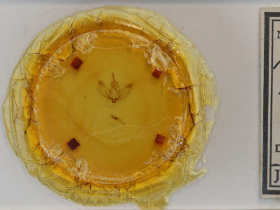 slide view of adult Plagodis phlogosaria keutzingaria