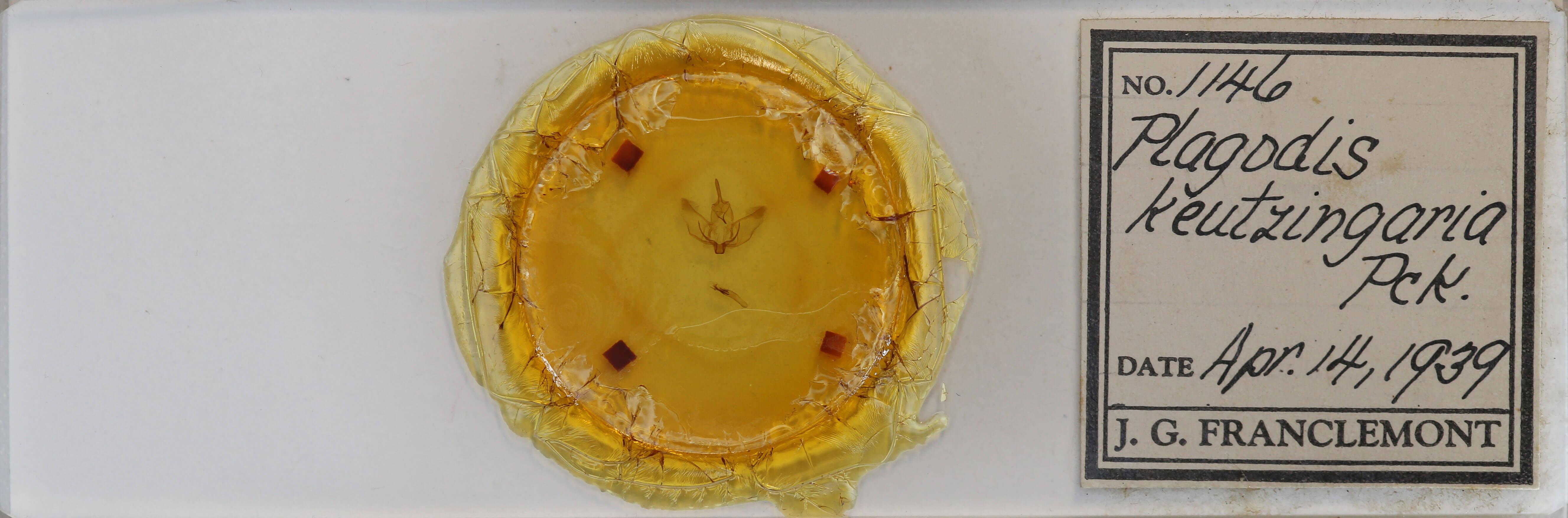 slide view of adult Plagodis phlogosaria keutzingaria