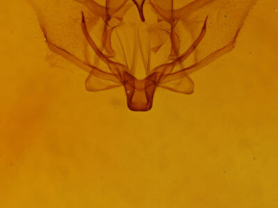 genitalia view of adult Plagodis phlogosaria keutzingaria