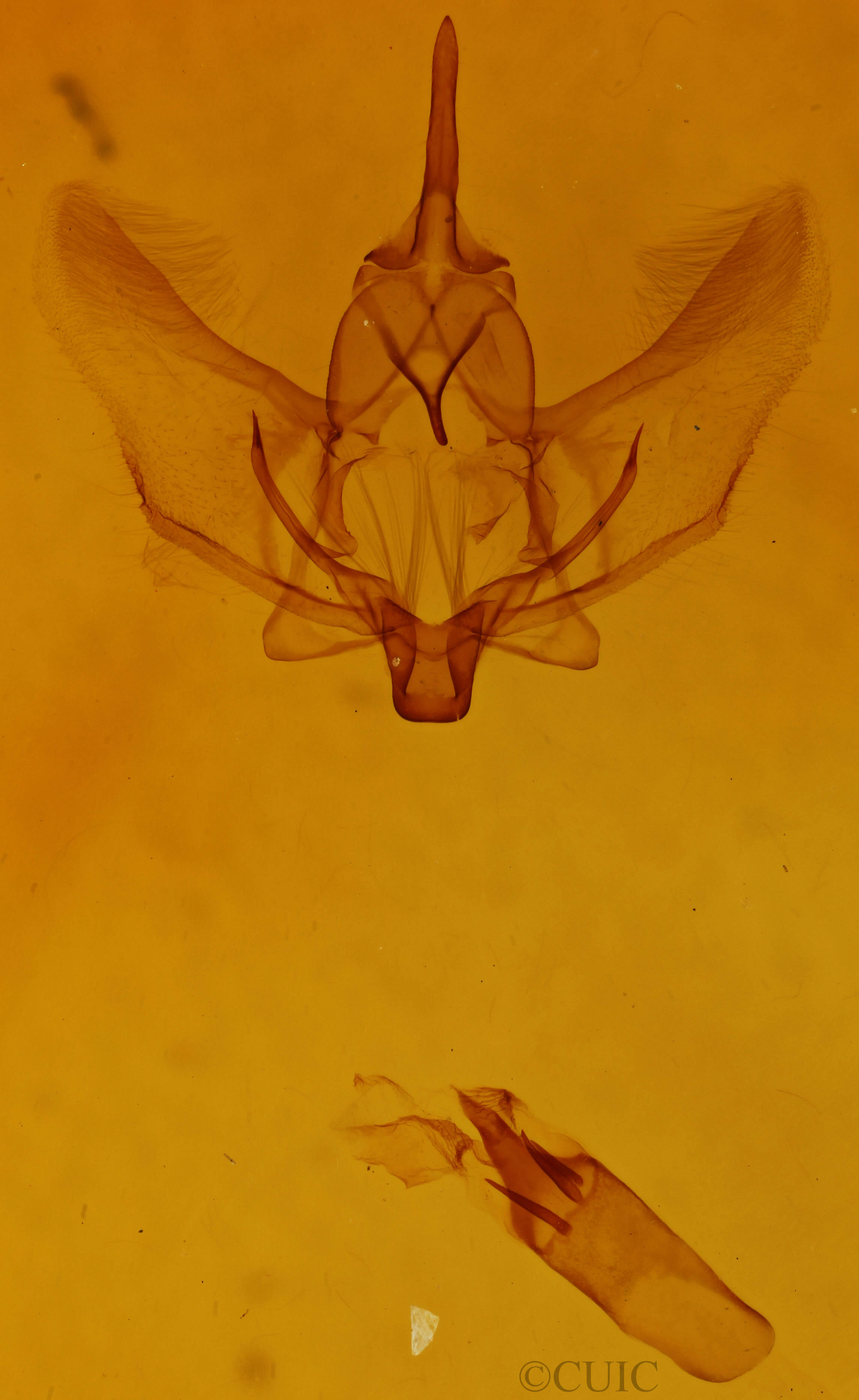 genitalia view of adult Plagodis phlogosaria keutzingaria