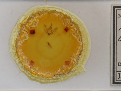 slide view of adult Plagodis phlogosaria keutzingaria