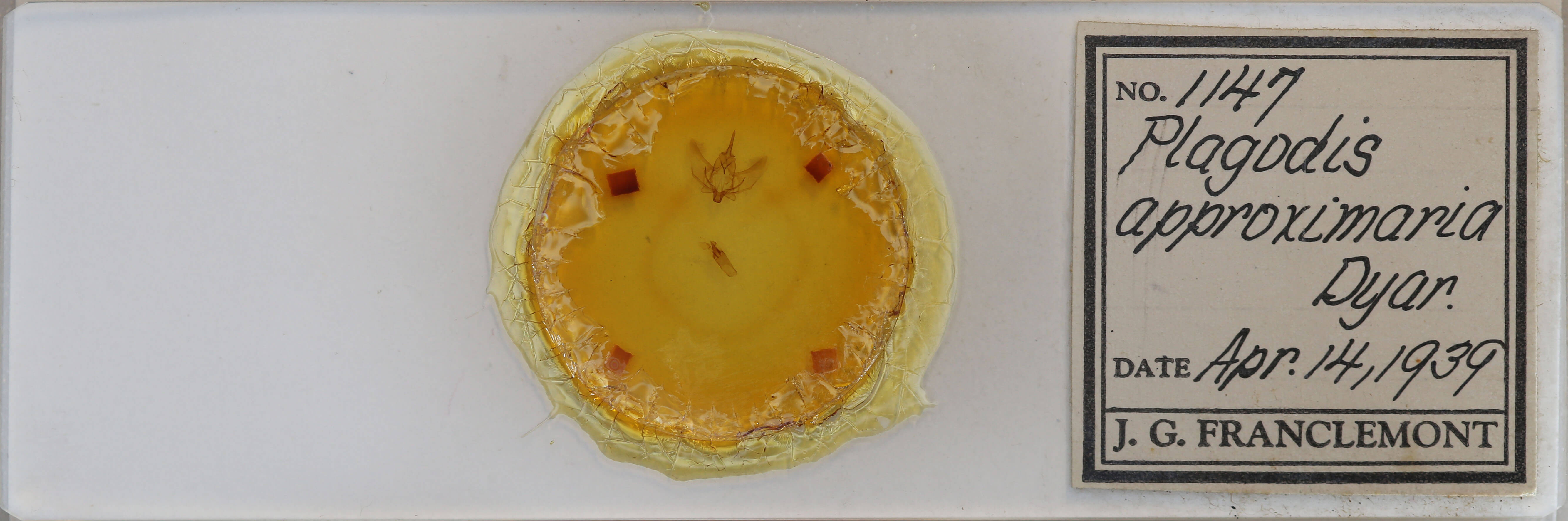 slide view of adult Plagodis phlogosaria keutzingaria