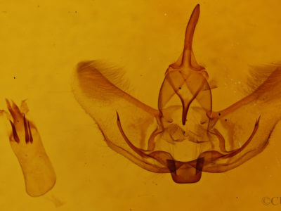 genitalia view of adult Plagodis phlogosaria keutzingaria