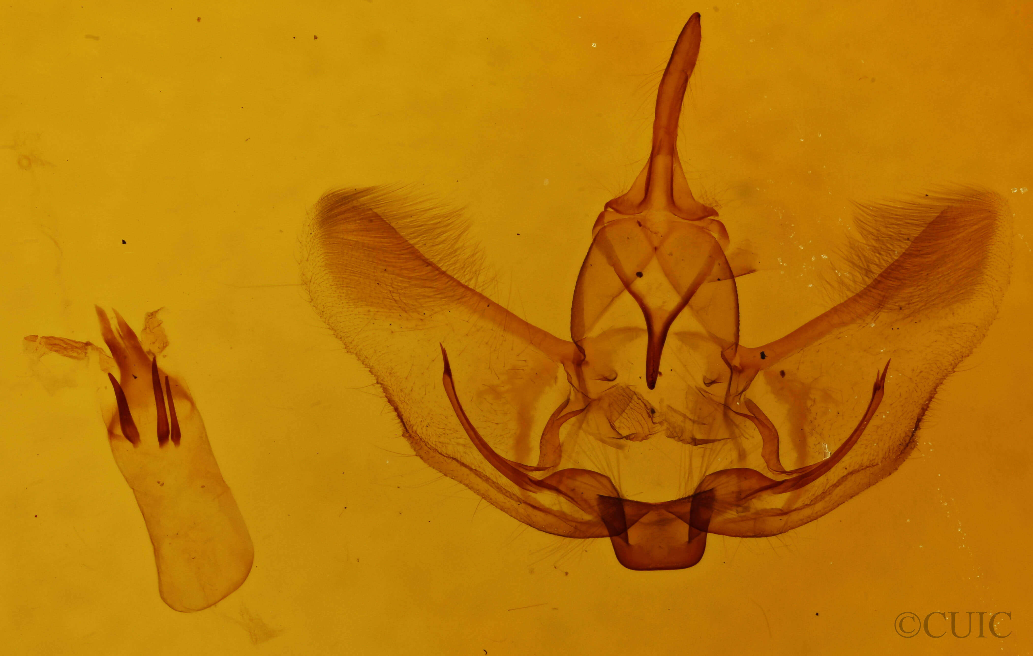 genitalia view of adult Plagodis phlogosaria keutzingaria
