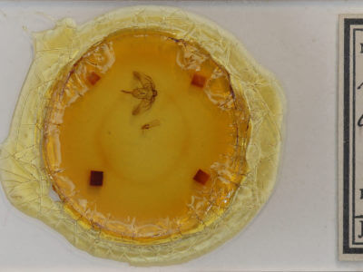 slide view of adult Plagodis phlogosaria keutzingaria