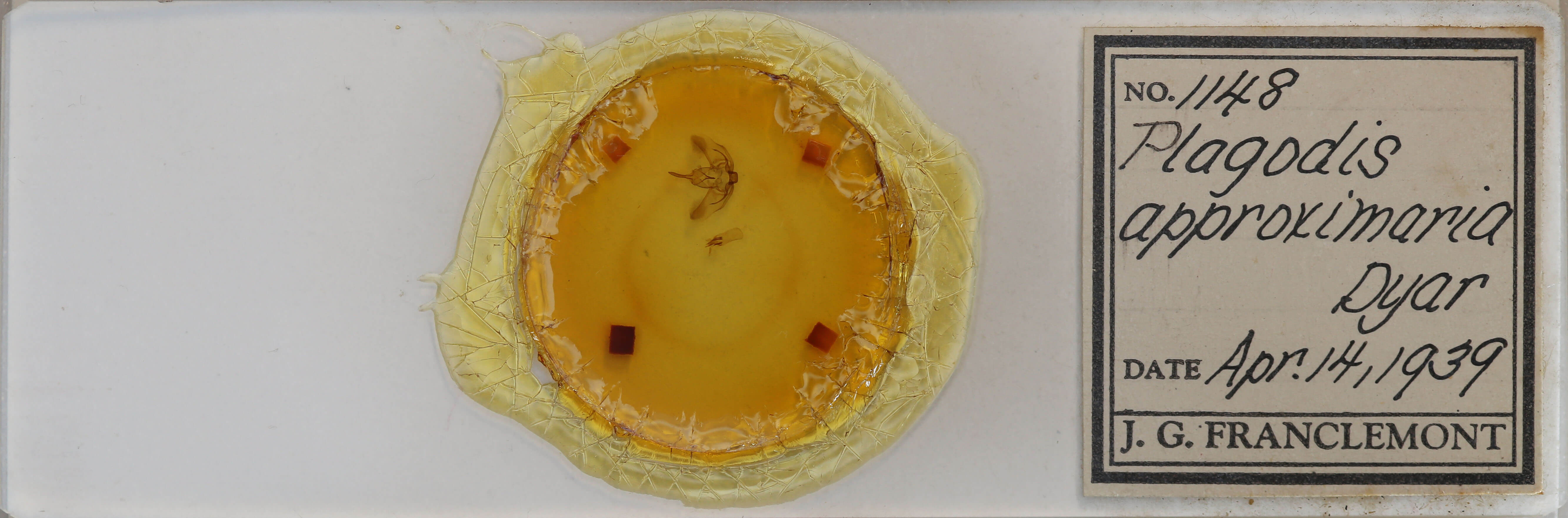 slide view of adult Plagodis phlogosaria keutzingaria