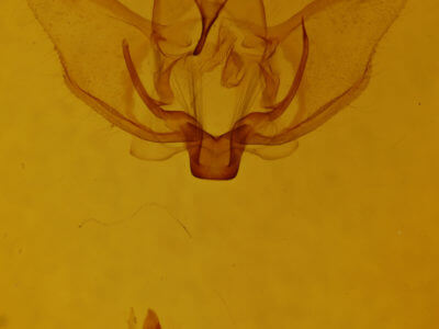 genitalia view of adult Plagodis phlogosaria keutzingaria