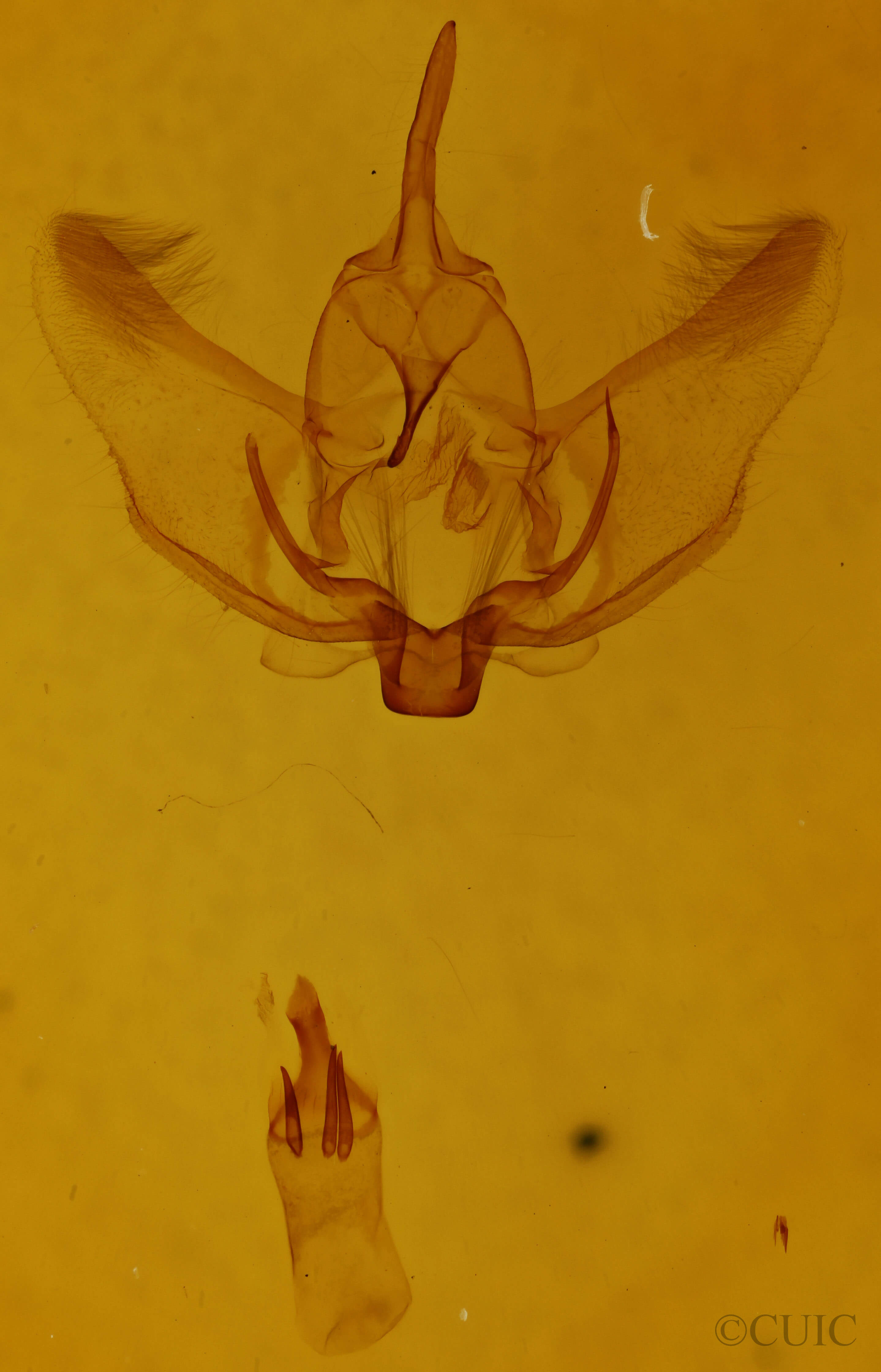 genitalia view of adult Plagodis phlogosaria keutzingaria