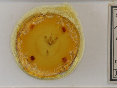 slide view of adult Plagodis phlogosaria keutzingaria