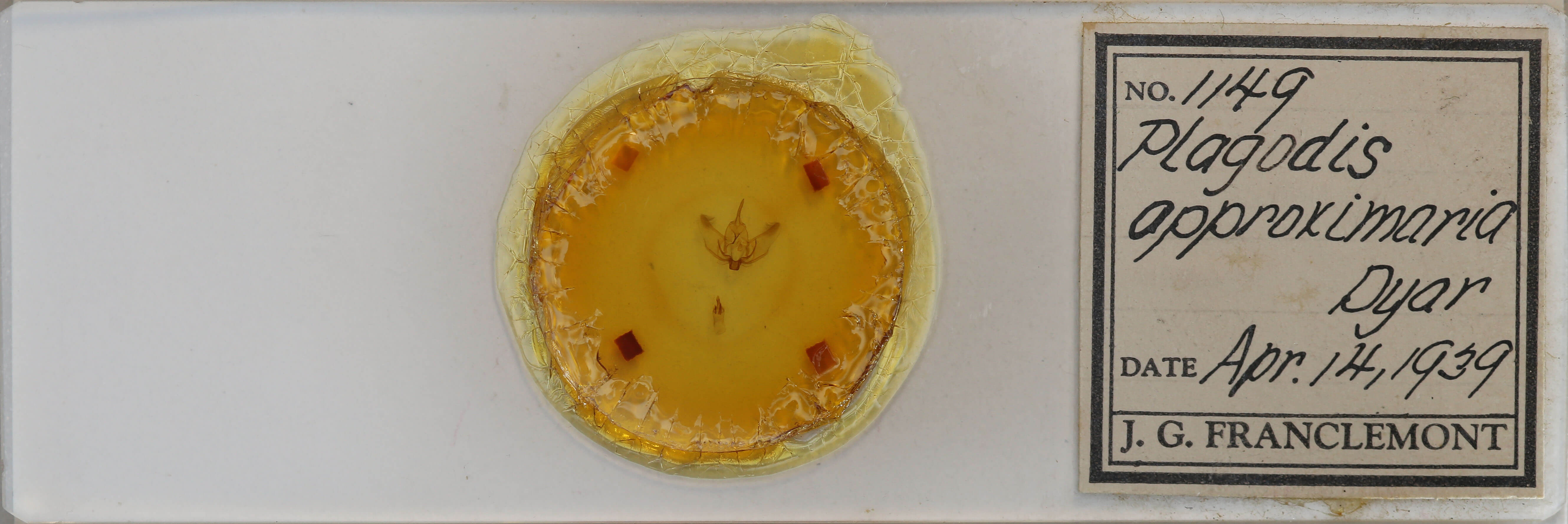 slide view of adult Plagodis phlogosaria keutzingaria