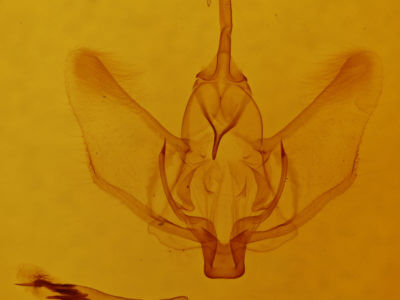 genitalia view of adult Plagodis phlogosaria keutzingaria