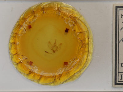 slide view of adult Plagodis phlogosaria keutzingaria