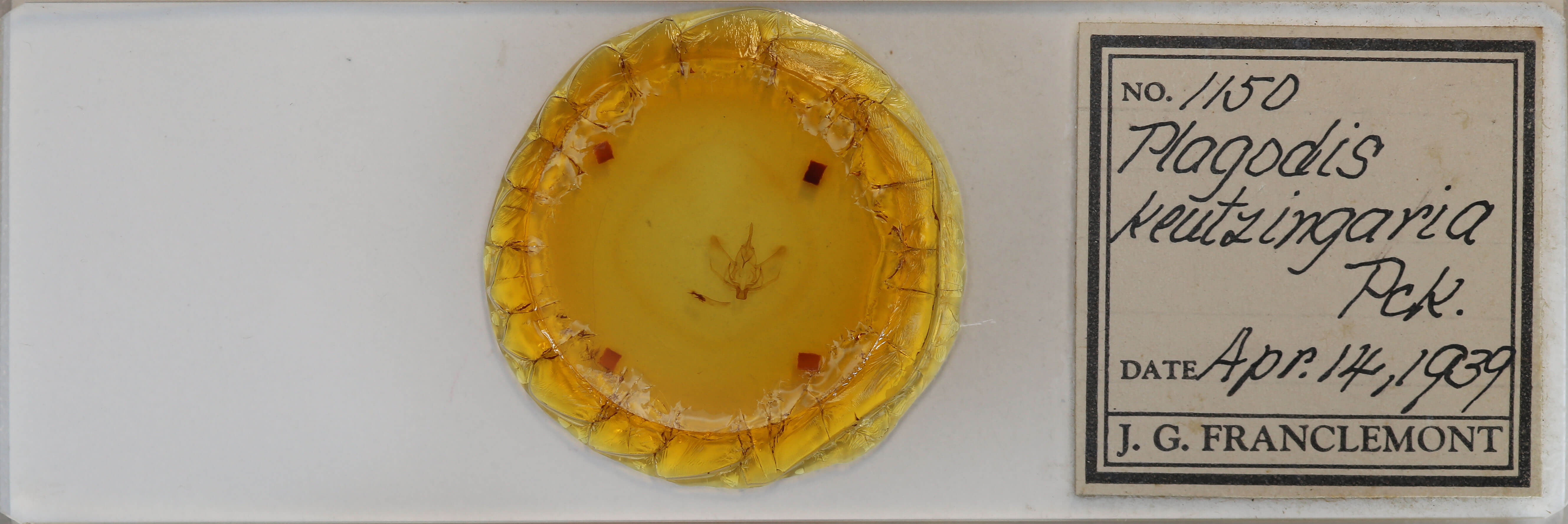 slide view of adult Plagodis phlogosaria keutzingaria