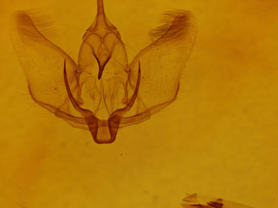 genitalia view of adult Plagodis kuetzingi
