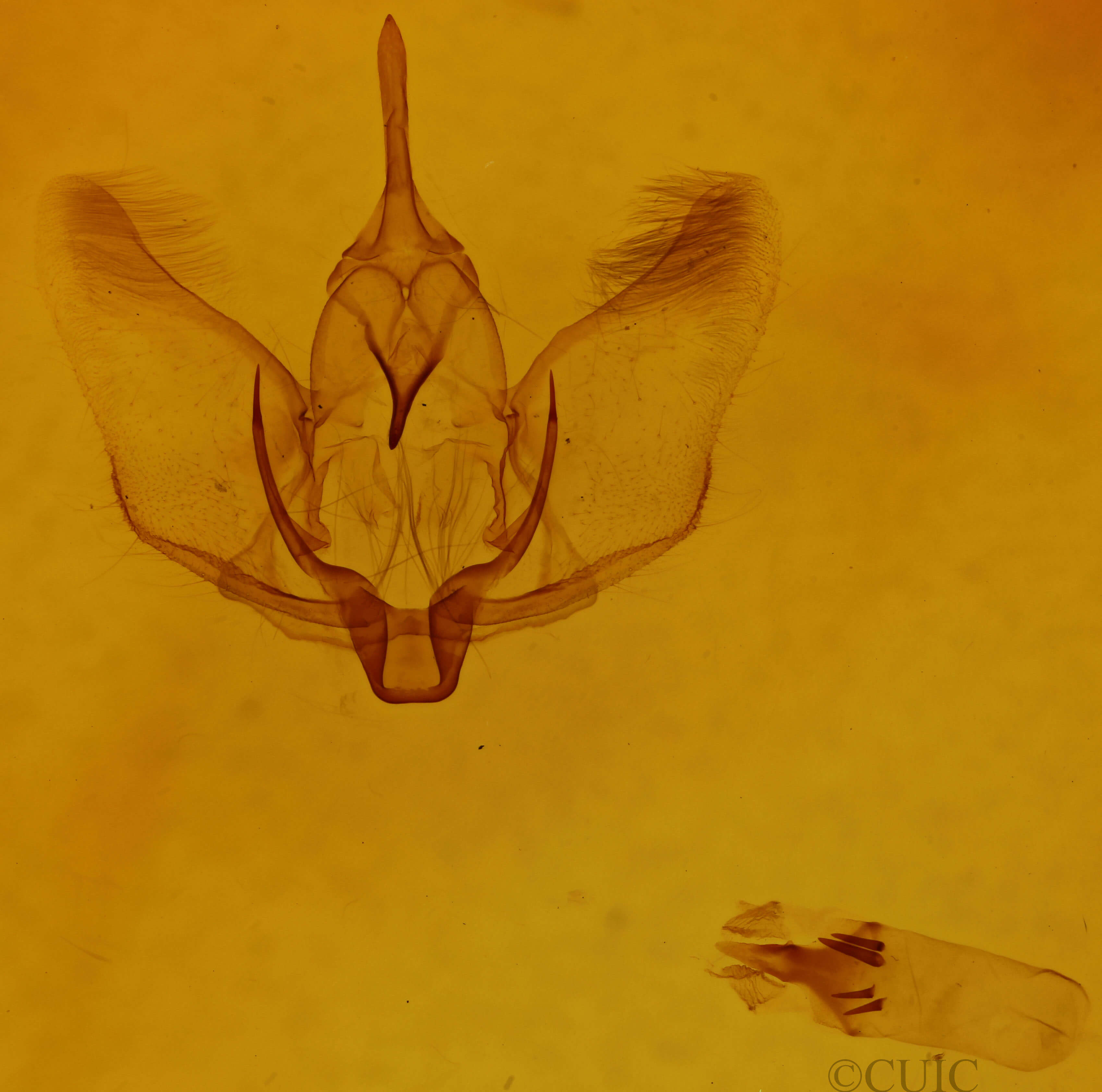 genitalia view of adult Plagodis kuetzingi