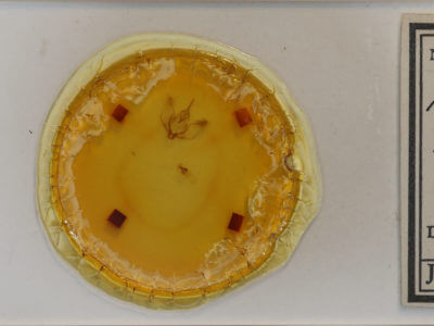 slide view of adult Plagodis kuetzingi